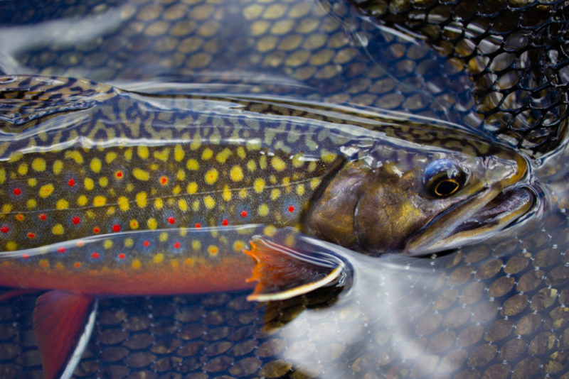 close up of a brook trout
